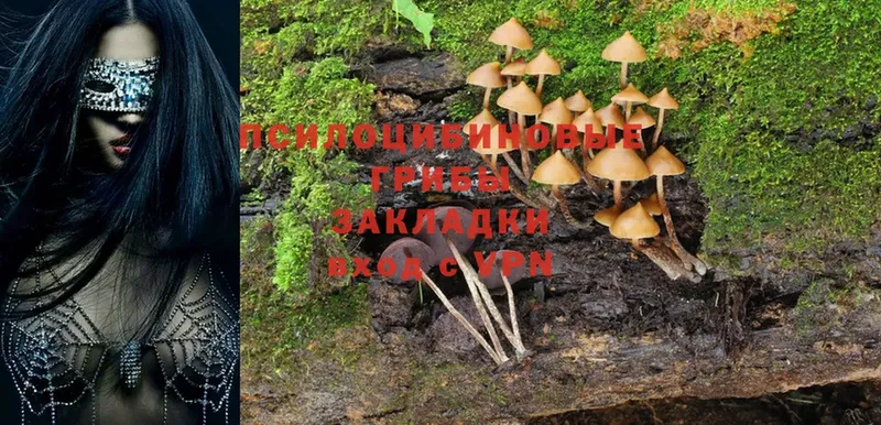 hydra маркетплейс  цены   Нальчик  Галлюциногенные грибы Magic Shrooms 